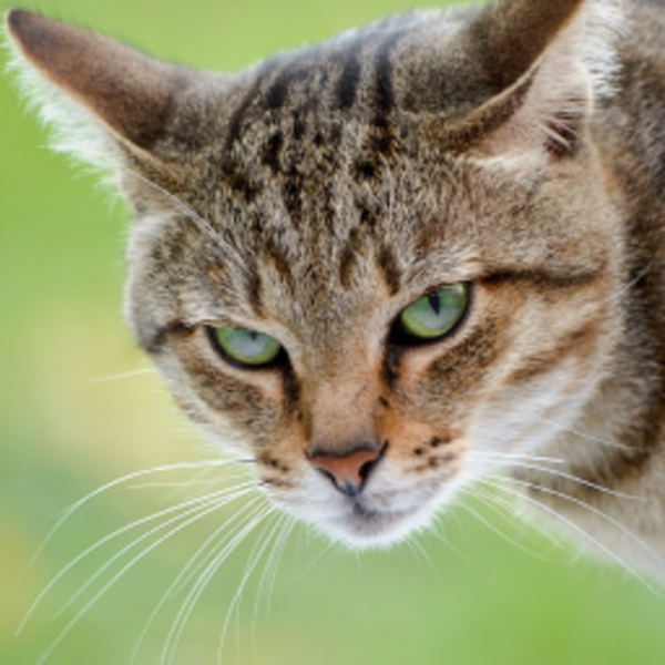 KotyaraBlack Resident's Profile Image
